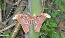 Nóng từ địa phương ngày 10/4: Nghệ An - Phát hiện bướm lạ 'khổng lồ' có cánh hình đầu rắn